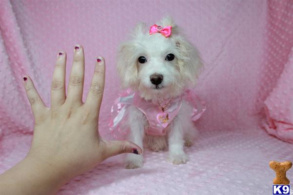lvpuppyheaven Picture 2